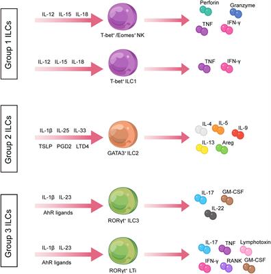 Innate lymphoid cells: a new key player in atopic dermatitis